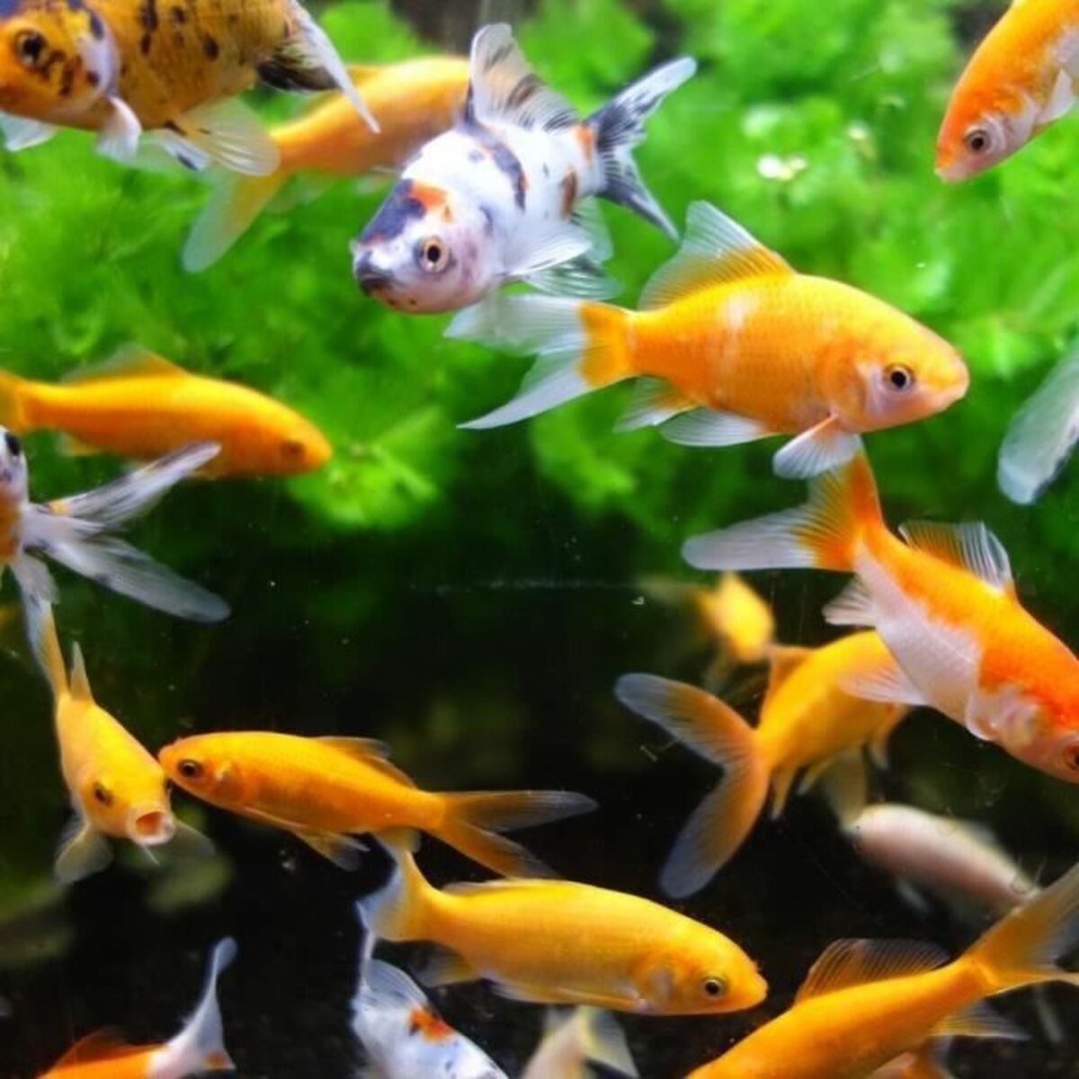 V4H5AE68E90829418302E5EEC369676C40ER7142600P3